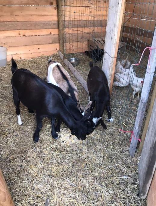 La Stalla, Casa Rustica Nel Ranch Di Cavalli Camporosso  Extérieur photo